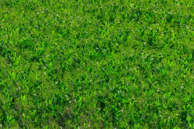 Baharda yeşil bezelye tarlası manzarası