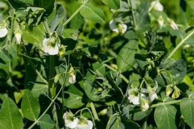 Sebze bahçesinde çiçek açan yeşil bezelye bitkileri