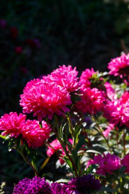 Bahçedeki çiçek tarhında çok renkli asterler.