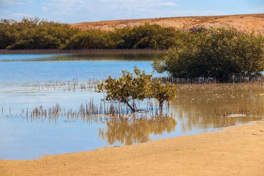 Ras Mohammed Ulusal Parkı 'ndaki Mangrove ağaçları, Mısır' daki Sina Yarımadası