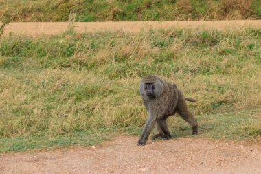 Olive Baboon (Papio anubis) Serengeti Ulusal Parkı, Tanzanya 'da savanada yürüyor