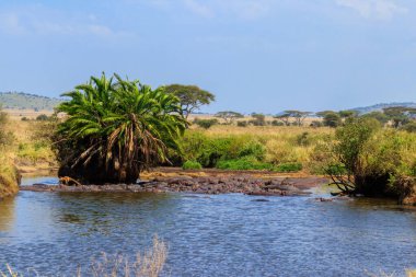 Serengeti Ulusal Parkı, Tanzanya 'da bir nehirde bir grup su aygırı (Hippopotamus amfibi). Afrika 'nın vahşi yaşamı