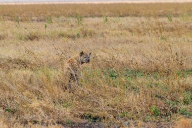Tanzanya 'daki Serengeti Milli Parkı' nda, sırtlan olarak da bilinen benekli sırtlan (Crocuta crocuta)