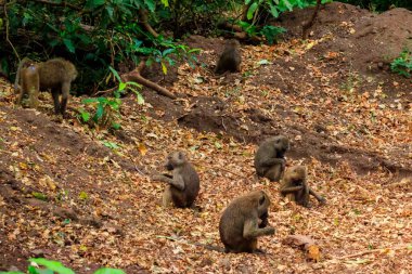 Group of olive baboons (Papio anubis), also called the Anubis baboons, in Lake Manyara National Park in Tanzania
