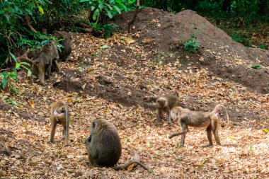 Group of olive baboons (Papio anubis), also called the Anubis baboons, in Lake Manyara National Park in Tanzania