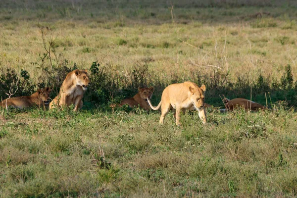 Serengeti Milli Parkı, Tanzanya 'da, savanda aslan sürüsü (Panthera leo)