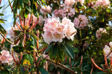 Botanik bahçesinde güzel çiçek açan ağaç rhododendron (Rhododendron arboreum)