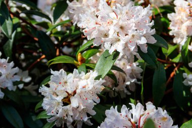 Botanik bahçesinde güzel çiçek açan ağaç rhododendron (Rhododendron arboreum)