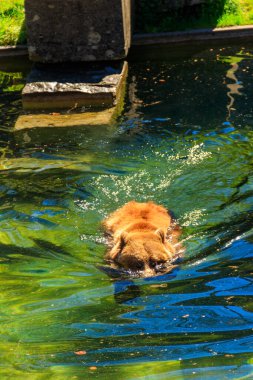 Bear Pit, Bern, İsviçre 'de. Ayı, Bern şehrinin bir sembolüdür.