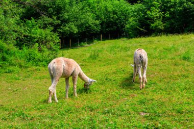 İsviçre 'de yeşil alpaka çayırında otlayan iki alpaka.