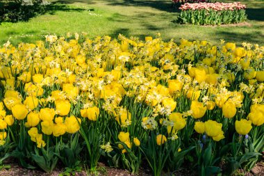 Bahçedeki çiçek tarhında sarı laleler ve nergisler