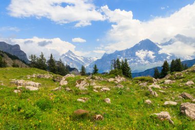 Karla kaplı İsviçre Alpleri ve İsviçre 'nin Bernese Oberland kentindeki Schynige Platte yakınlarında yeşil çiçekli alp çayırlarının panoramik manzarası