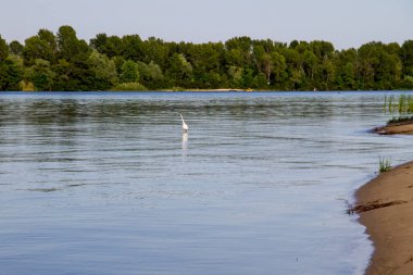 Dinyeper nehrinde küçük balıkçıl ya da beyaz balıkçıl (Egretta garzetta)