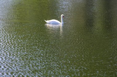 Gölde yüzen beyaz kuğu