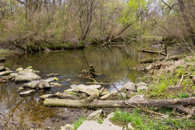 İlkbaharda ormandaki nehir