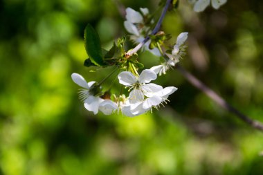Çiçek açan kiraz ağacının ayrıntıları