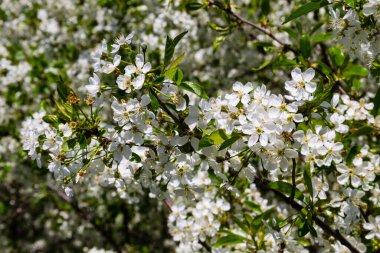 Çiçek açan kiraz ağacının ayrıntıları