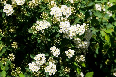 Beyaz çiçekli çalı erkeçsakalı aguta (gelinler çelenk)