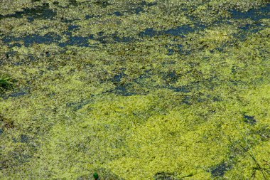 Su yüzeyinde yeşil ördek weed