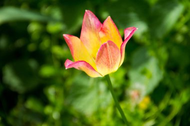 Bahçede flowerbed güzel lale