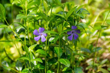 Mavi deniz salyangozu (vinca küçük)