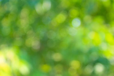 Yeşil bulanık soyut arkaplan