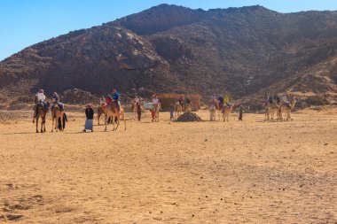 Hurghada, Mısır - 10 Aralık 2018: Mısır 'da Arap çölünde deveye binen turist grubu
