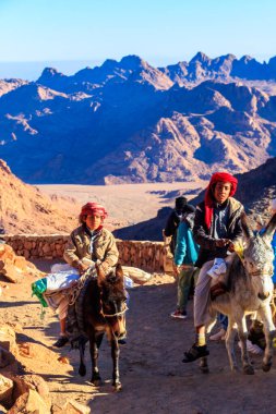 Güney Sina, Mısır - 29 Ocak 2022: çölde eşeklere binen bedevi çocuklar. Sina Yarımadası, Mısır