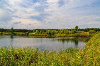 Yazın bir çam ormanında güzel bir göl manzarası