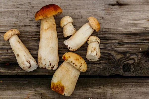 Köy ahşap masada taze toplanmış porcini mantarları. Üst görünüm