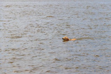 Şirin labrador av köpeği nehirde yüzüyor.