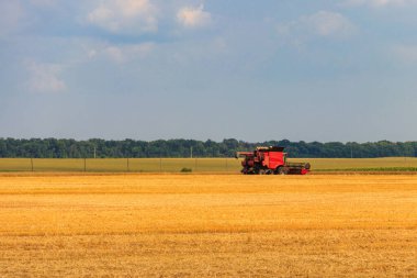 Buğday tarlasında çalışan hasat makinesini birleştirin. Buğday topluyorum. Tarım kavramı
