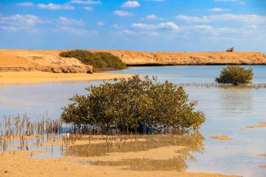 Ras Mohammed Ulusal Parkı 'ndaki Mangrove ağaçları, Mısır' daki Sina Yarımadası