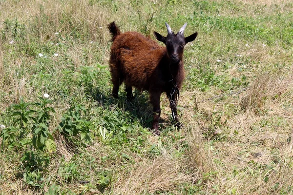 Una cabra pequeña — Foto de Stock