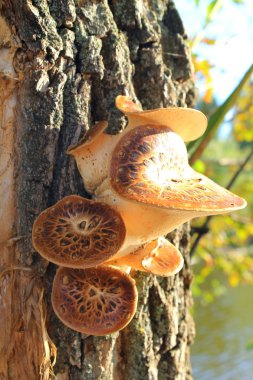 ağaç üzerinde büyüyen mantar