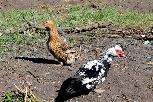 Two farm ducks — Stock Photo, Image