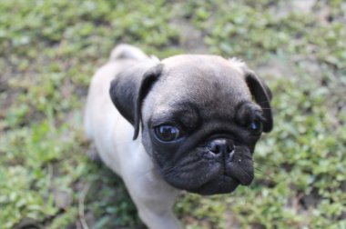 Pug köpek yavrusu