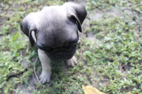 Cagnolino cucciolo — Foto Stock