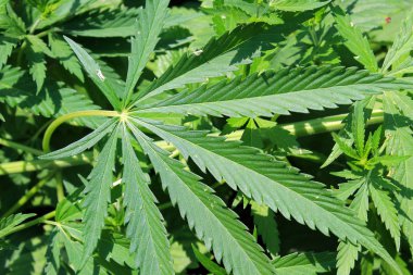 Yeşil kenevir bitki
