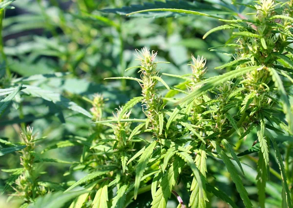 Planta de Cannabis Verde — Fotografia de Stock