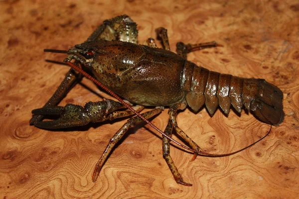 Un gambero vivo — Foto Stock