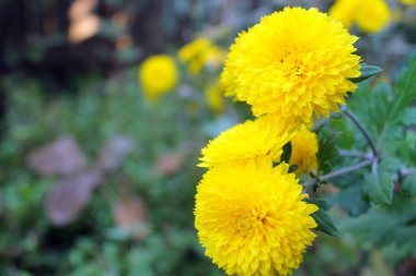 Parlak sarı krizantem