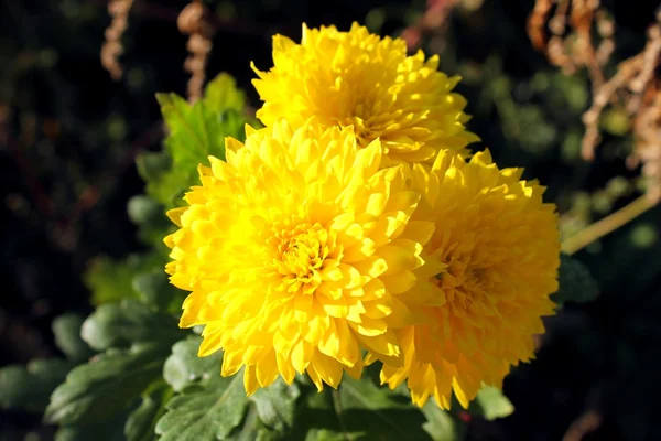 Желтые яркие хризантемы — стоковое фото