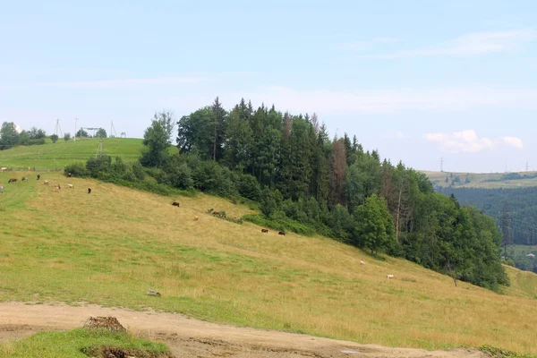 Carpathian mountains in Ukraine — Stock Photo, Image