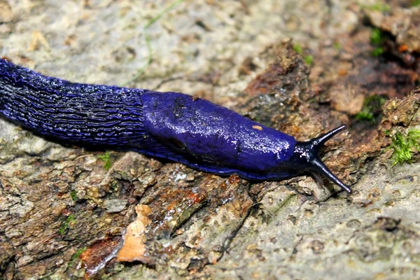 Carpathian blue slug — Stock Photo, Image