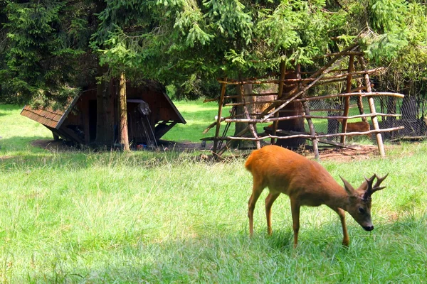 Un capriolo — Foto Stock