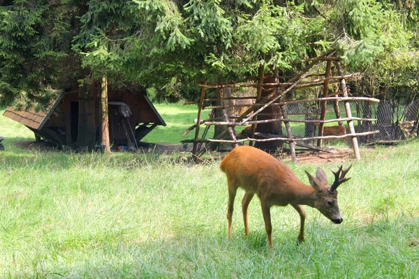A roe deer — Stock Photo, Image