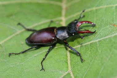 Yaprak üzerinde geyik böceği