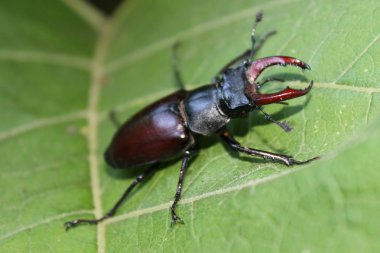 Yaprak üzerinde geyik böceği