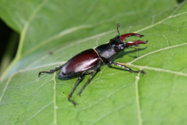 Yaprak üzerinde geyik böceği